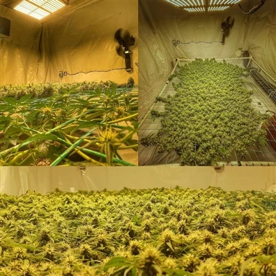 Hoe gebruik ik LED -plantengroeilampen correct?