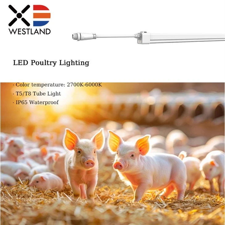 LED Poultry Lighting For Various Livestock LED Poultry Lighting For Various Livestock